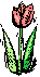 TULIPAN
