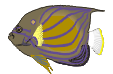 riba1.png