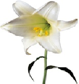 lilija.jpg