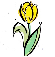 tulipan.jpg