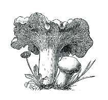 lisicka lisicka.PNG