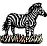 ZEBRA.JPG