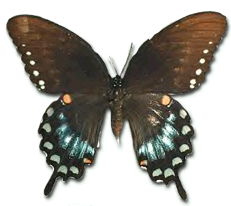 metulj metulj.gif
