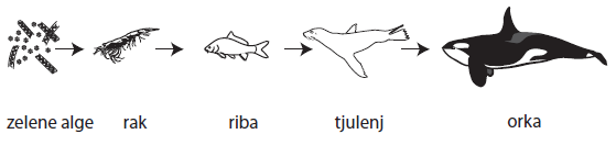zivanarava_15.png