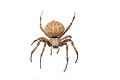 zivanarava_5_2.png