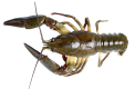 zivanarava_5_3.png