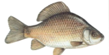 zivanarava_5_4.png